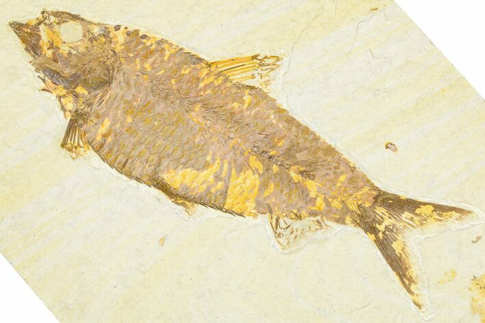 Detailed Fossil Fish (Knightia) - Wyoming #379450